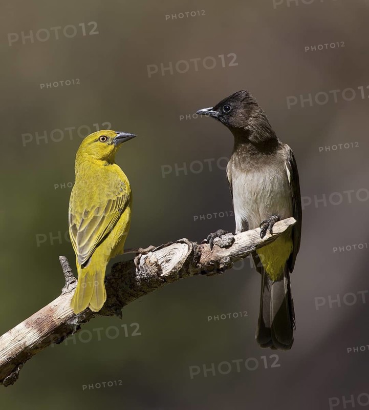 Holub's Golden Weaver & Common Bulbul (Ploceus xanthops & Pycnonotus barbatus), Chobe, Botswana