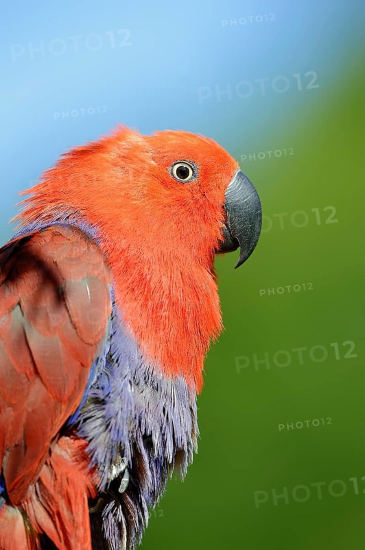 New Guinea noble parrot (Eclectus polychloros), female, captive, occurring in New Guinea