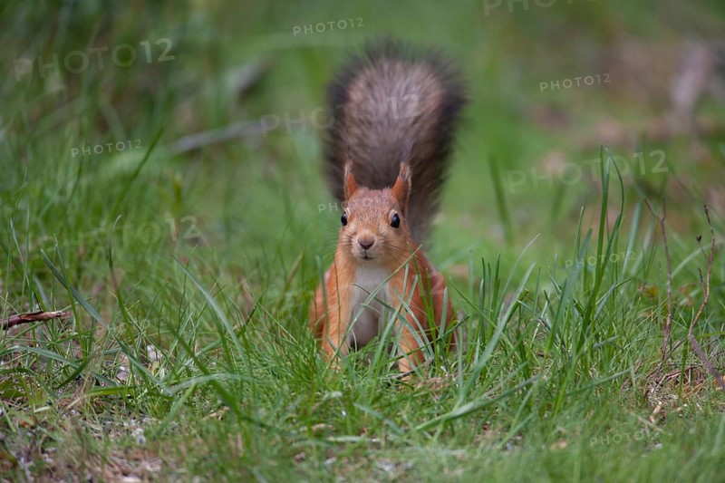 Red squirrel (Sciurus vulgaris) adult animal in a forest clearing in summer, Finland