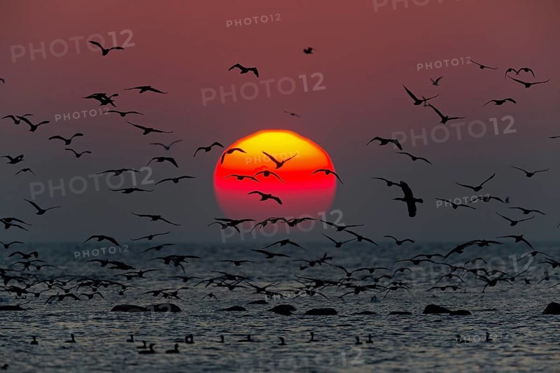 Kormoran, Great Cormorant, Cormorant, Phalacrocorax carbo, Grand Cormoran, Cormorán Grande