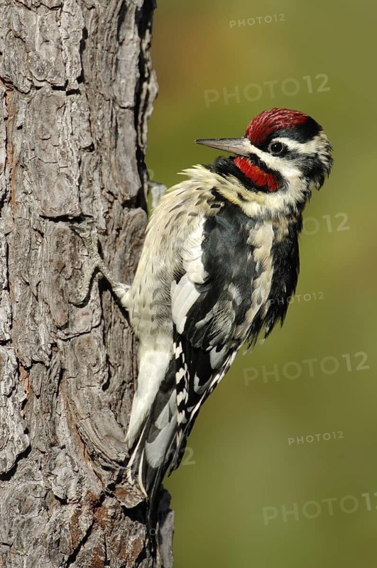 Yellow-bellied Sapsucker (Sphyrapicus varius) male, Texas, USA