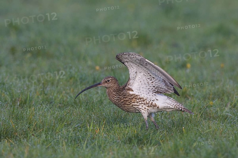 Eurasian Curlew (Numenius arquata), North Rhine-Westpalia, Germany