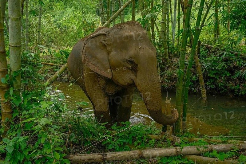 An Asian elephant stands gracefully near a tranquil stream, surrounded by the vibrant greenery of a Thai bamboo forest, portraying a serene natural setting