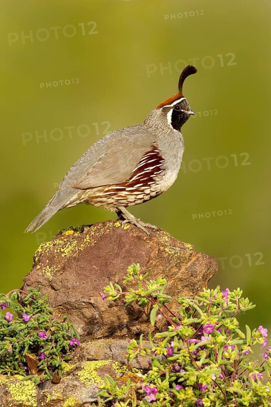 Gambel's Quail Callipepla gambelii Tucson, Arizona, United States 21 May Adult Male Phasianidae