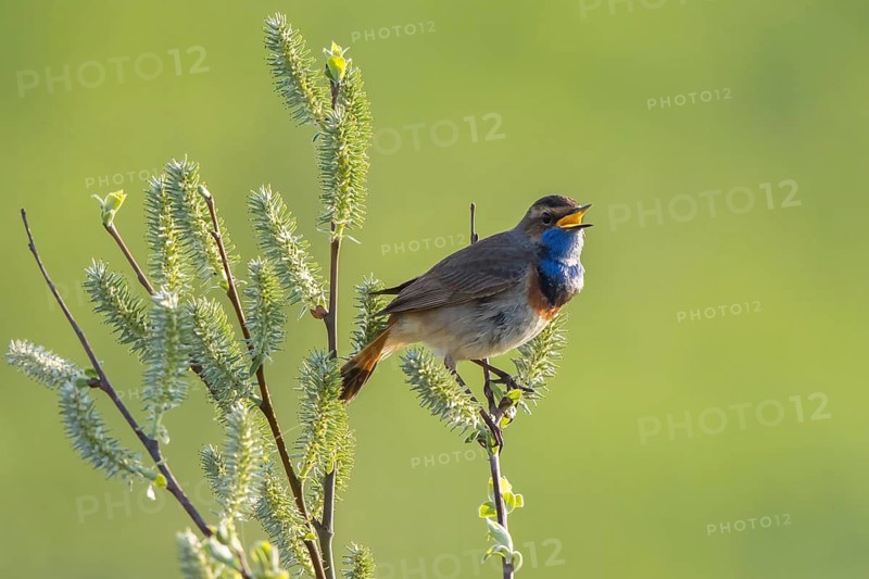 Bluethroat (Luscinia svecica cyanecula) male singing, Netherlands