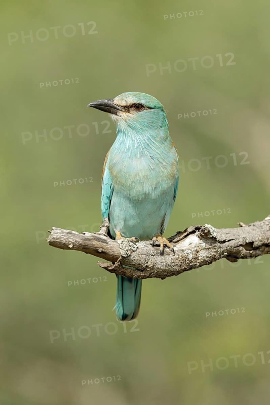 Scharrelaar, European Roller, Coracias garrulus
