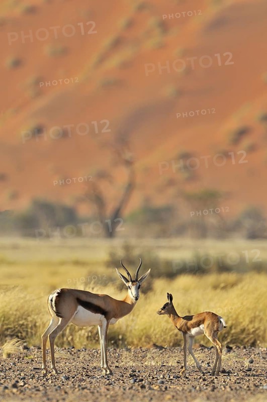 Springbok (Antidorcas marsupialis) with young in the Sossusvlei, Sossus Vlei, Namib desert, Namibia