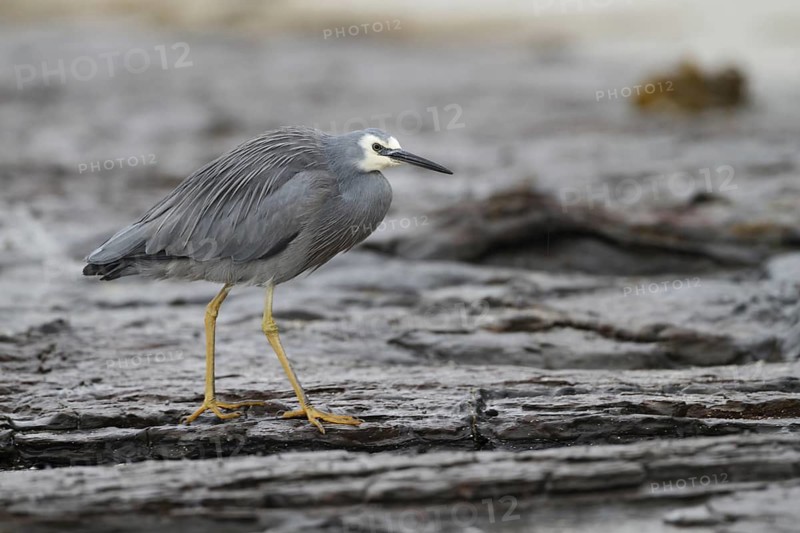 White-faced Heron (Egretta novaehollandiae), New South Wales, Australia