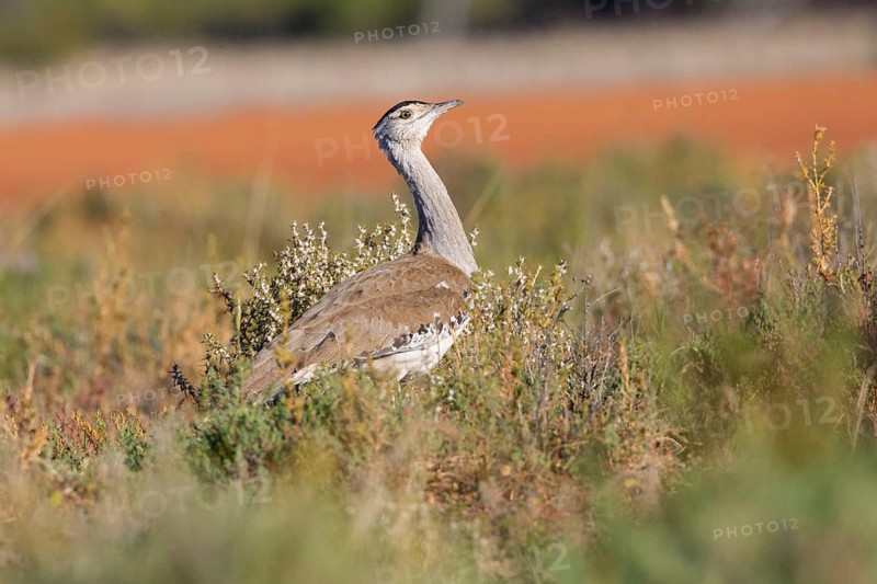Australian Bustard (Ardeotis australis), Queensland, Australia