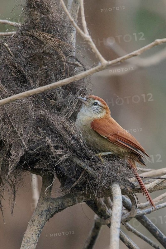 Rusty-backed Spinetail (Cranioleuca vulpina) perched on a branch in the Pantanal region of Brazil