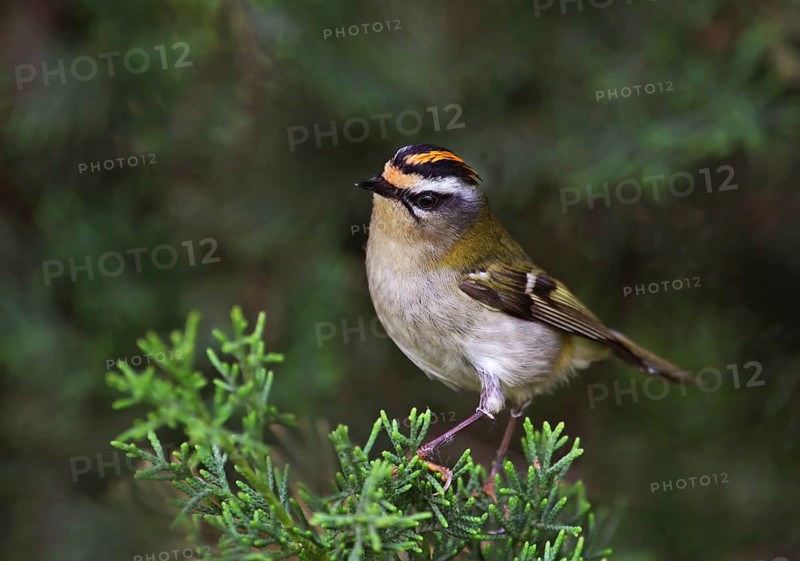 Common Firecrest (Regulus ignicapilla), France