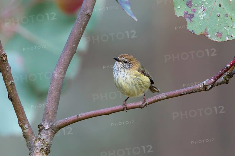 Striated Thornbill (Acanthiza lineata), Victoria, Australia