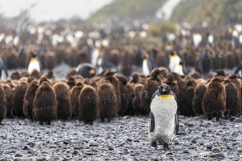 King penguin (Aptenodytes patagonicus), adult bird in moult in front of a group of brown chicks in the breeding colony, Salisbury Plain, South Georgia