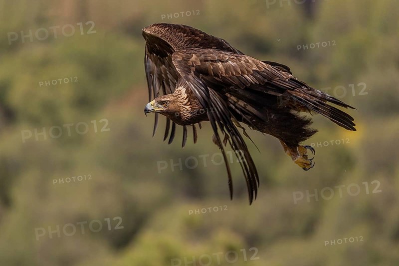 Golden eagle (Aquila chrysaetos), in flight, Andalusia, Spain