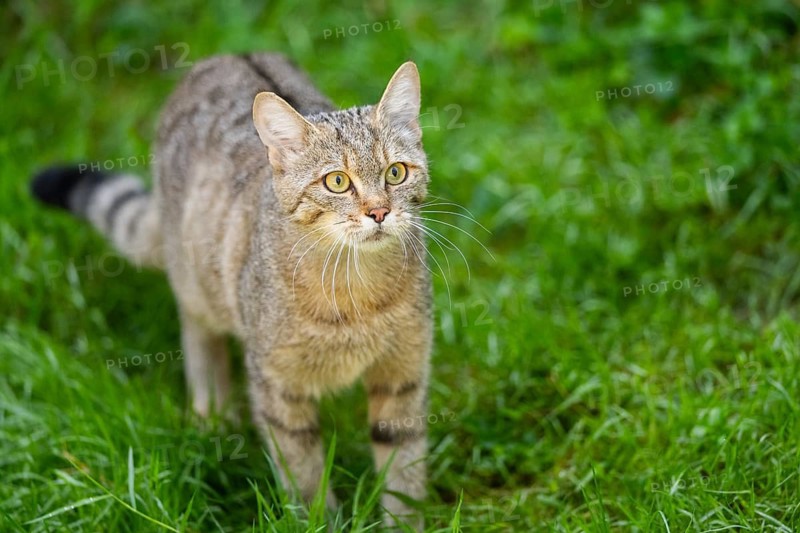 European wildcat (Felis silvestris silvestris) on a meadow, Hesse, Germany