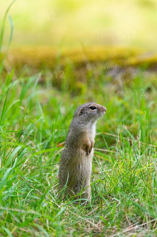 European ground squirrel (Spermophilus citellus) on a meadwo, Bavaria, Germany