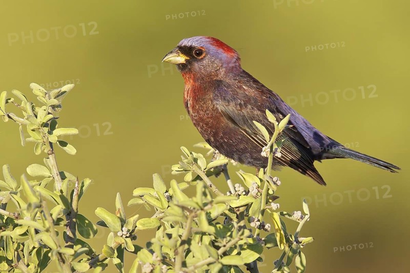 Varied Bunting (Passerina versicolor) perched on a branch in southern Arizona, USA