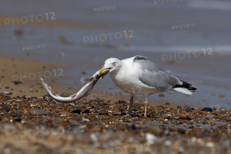 Herring gull (Larus argentatus) adult seagull bird feeding on a dogfish shark fish on a beach in summer, England, United Kingdom