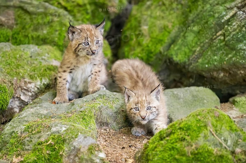 Eurasian lynx (Lynx lynx) youngsters (cubs) on a rock in a forest, Bavaria, Germany