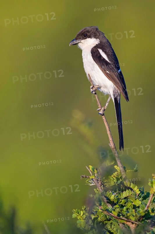 Fiscal Shrike, (Lanius collaris), Common Fiscal, Southern Fiscal, Pie-grièche fiscale, Alcaudón fiscal, Addo Elephant National Park, Addo, Western Cape, South Africa
