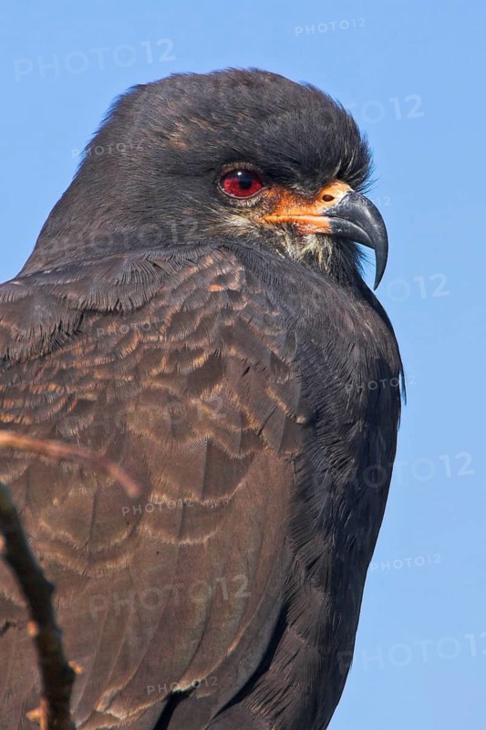 Snail Kite (Rostrhamus sociabilis), Florida, USA