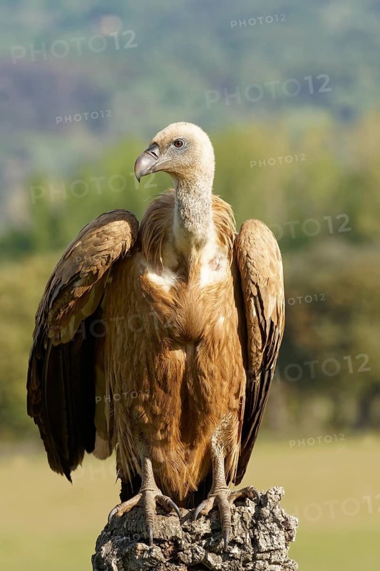 Griffon Vulture (Gyps fulvus) portrait, Castilla-La Mancha, Spain
