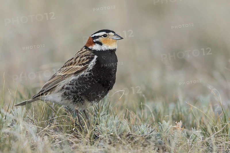 Chestnut-collared Longspur (Calcarius ornatus) perched on a branch in Alberta, Canada