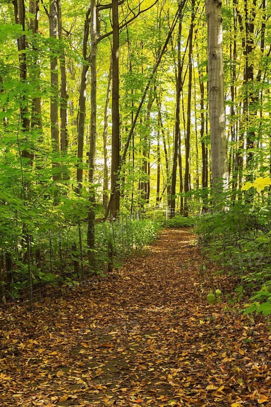 Long dirt walking trail with fallen leaves in mixed forest of backlighted Acer - Maple, Betula - Birch and Quercus - Oak trees in autumn, Quebec, Canada