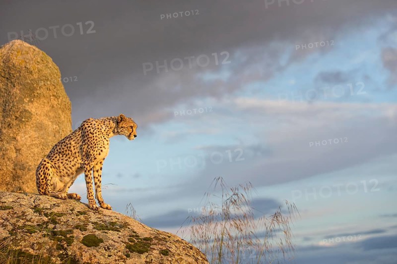 Cheetah (Acinonyx jubatus) female sitting on a rock below dark clouds, Castile-La Mancha, Spain