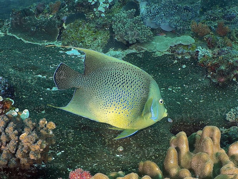 Koran angelfish (Pomacanthus semicirculatus)