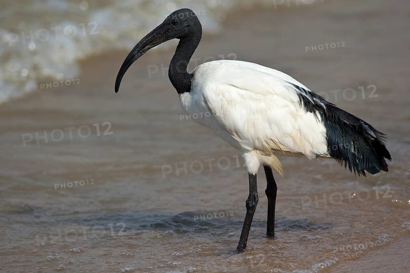 African Sacred Ibis (Threskiornis aethiopicus) foraging at shoreline, Semuliki National Park, Uganda