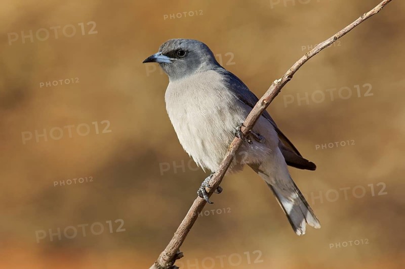 Masked Woodswallow (Artamus personatus), Western Australia, Australia