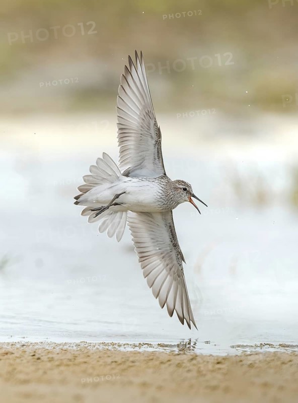 White-rumped Sandpiper (Calidris fuscicollis) flying, Texas, USA