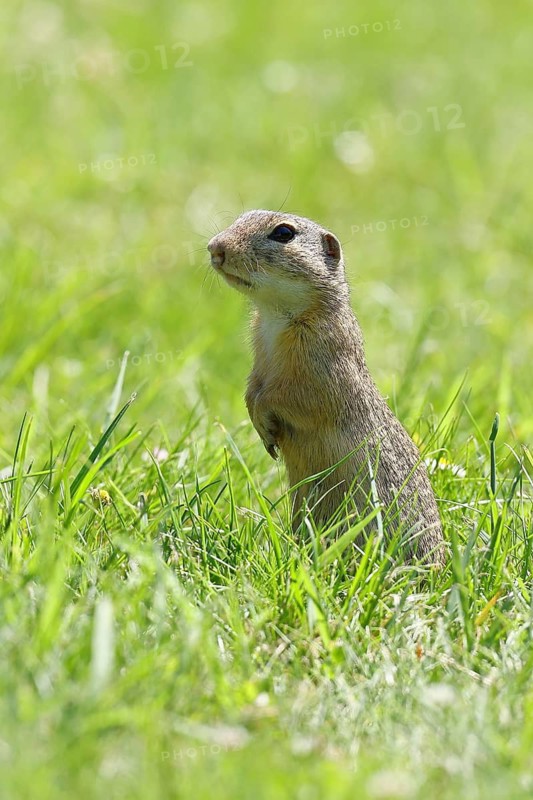 European ground squirrel (Spermophilus citellus) standing upright in a meadow, Burgenland Austria