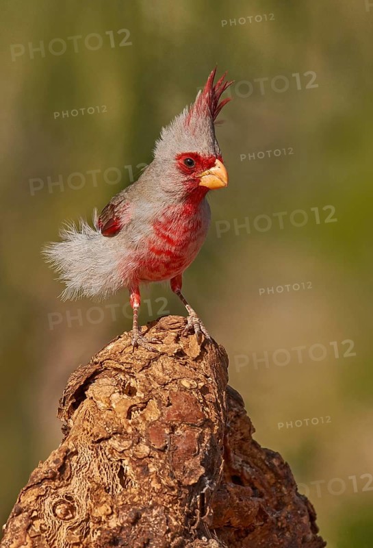 Pyrrhuloxia (Cardinalis sinuatus) male, Arizona, USA