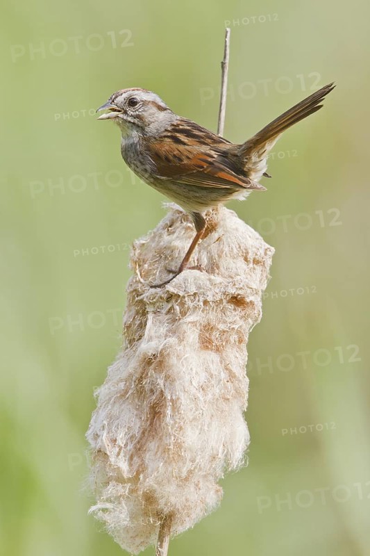 Swamp Sparrow (Melospiza georgiana) singing, Ontario, Canada