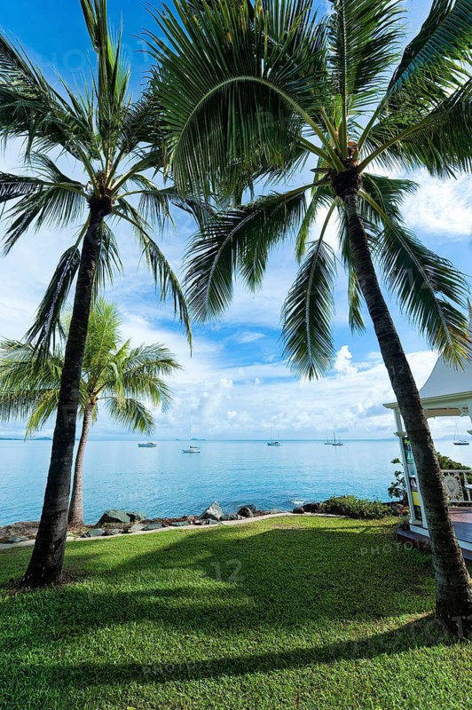 Palm trees on the coast, holiday, travel, tropics, long-distance travel, Arlie beach, Queensland, Australia