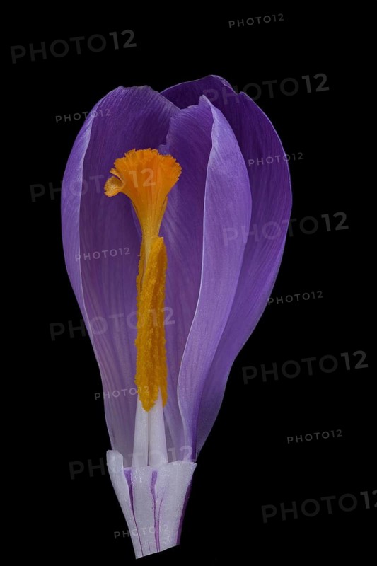 Spring crocus (Crocus vernus), spring saffron, flower, Germany