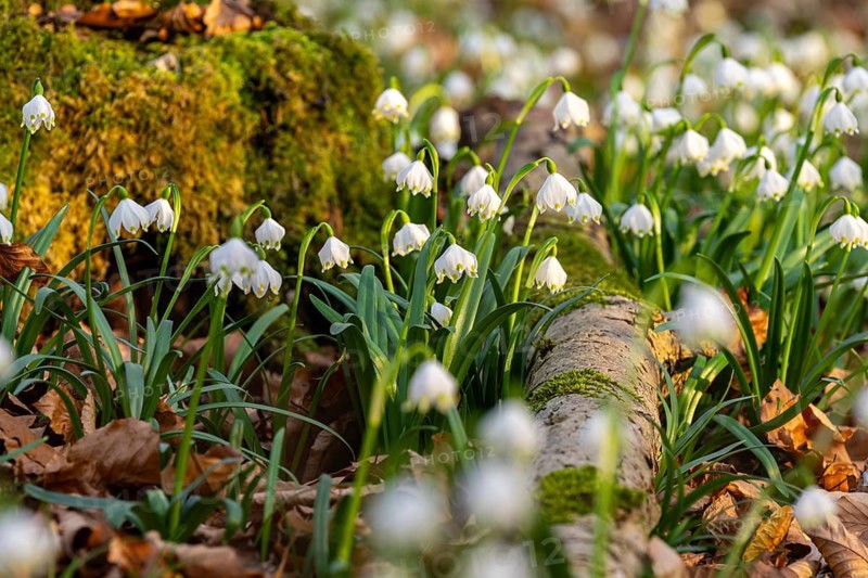 Blooming spring knotweed (Leucojum vernum), also known as marzenbecher, growing on the ground of a deciduous forest between dead wood and a moss-covered tree stump, Lower Saxony, Germany