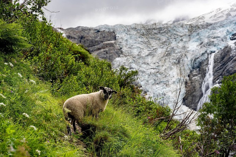 Sheep (Ovis gmelini aries) on a steep mountain meadow in front of a glacier, mountain landscape with glacier Grindelwald-Fiescherfirn, Bernese Alps, Bernese Oberland, Switzerland