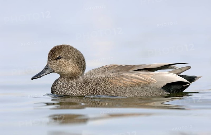 Gadwall (Mareca strepera) male, Texas, USA