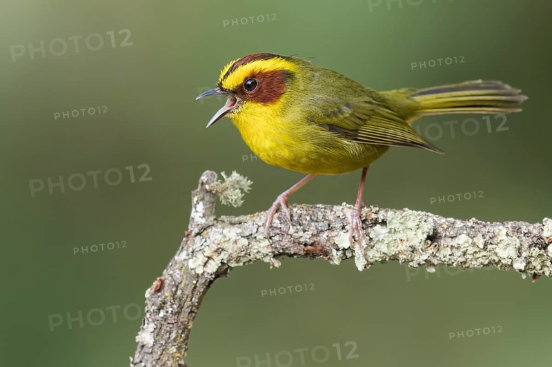 Golden-browed Warbler (Basileuterus belli) perched on a branch in Oaxaca, Mexico