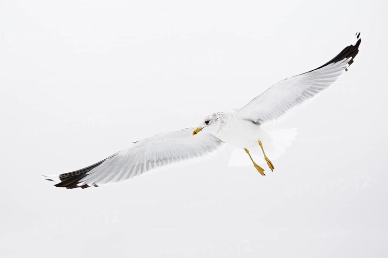 Mew Gull (Larus canus) flying, Berlin, Germany