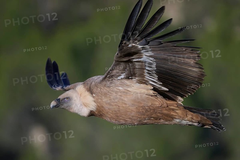 A close-up of a griffon vulture soaring against a soft, green backdrop Its detailed plumage and intense gaze reflect the beauty of nature in Alicante, Spain