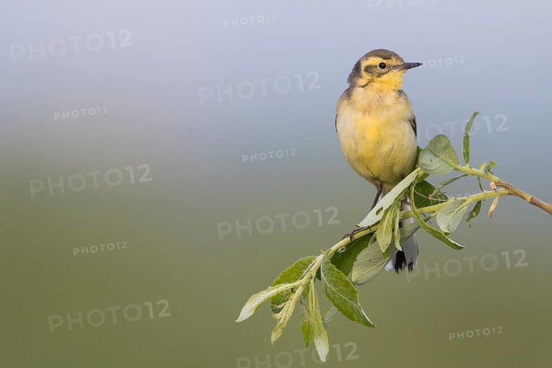 Citrine Wagtail - Zitronenstelze - Motacilla citreola ssp. citreola, Russia
