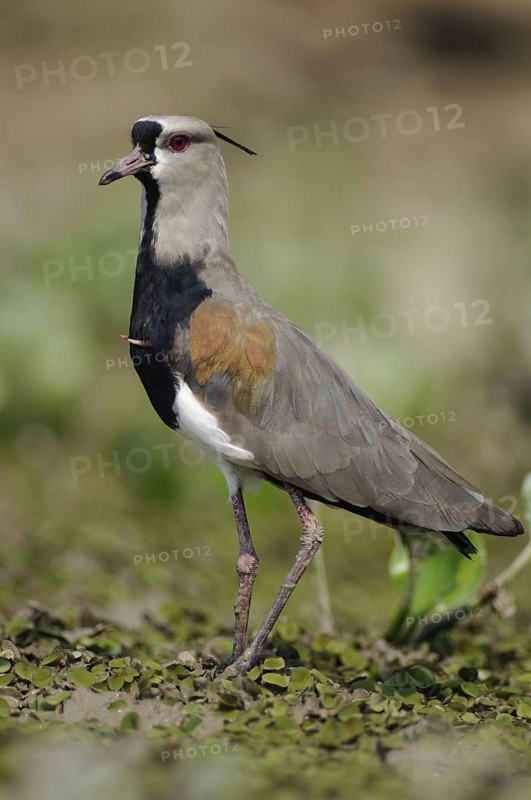Southern Lapwing (Vanellus chilensis), Pantanal, Brazil
