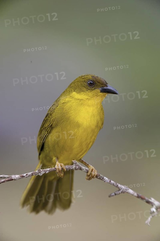 Olive-green Tanager (Orthogonys chloricterus), Atlantic rainforest, Brazil