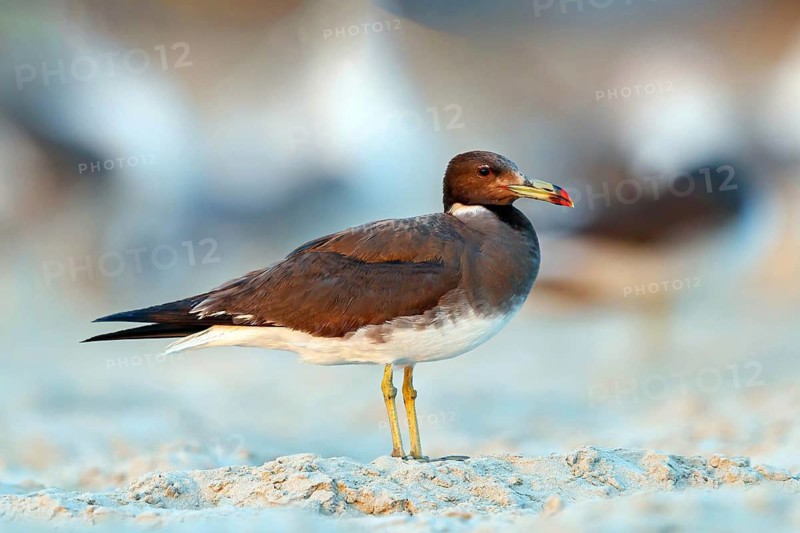 Hemprich's Gull, (Ichthyaetus hemprichii), (Larus hemprichii), Fish Eagle Gull Salalah, Taqah Beach, Dhofar, Oman