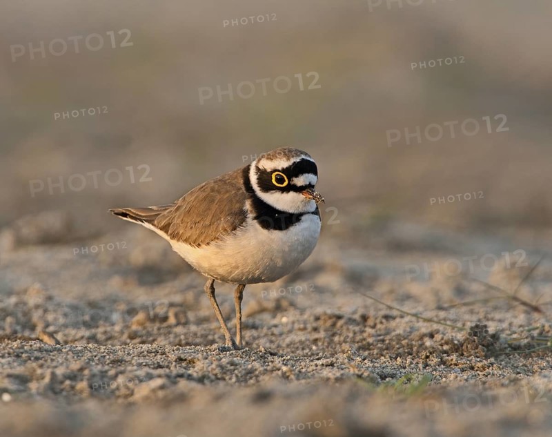 Little Ringed Plover (Charadrius dubius), West Bengal, India