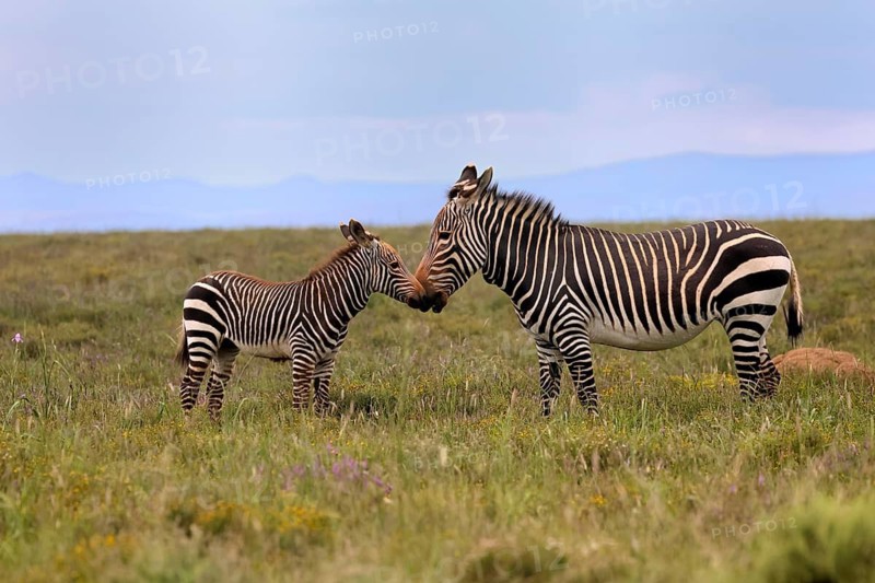 Cape Mountain Zebra (Equus zebra), adult, female, mother, juvenile, social behaviour, Mountain Zebra National Park, Eastern Cape, South Africa